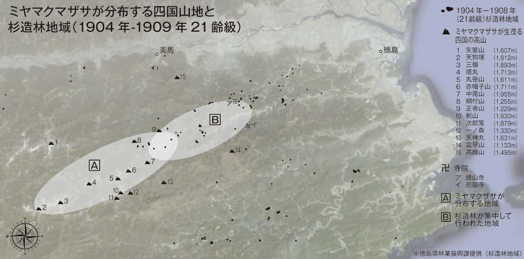 ミヤマクマザサが生茂る四国の高山と杉造林地域