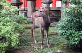 春日大社の境内で戯れる鹿