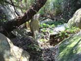 竹ヶ島 樹木と一体化した石の板