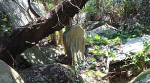 樹木と一体化した竹ヶ島石の板