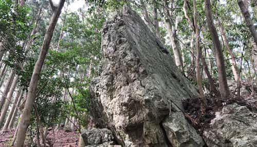 若杉山遺跡の上方には巨石が連なる