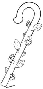 アロンの杖全体から芽と葉が出るイメージ