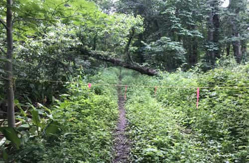 倒木手前にはロープが張られ恐山遊歩道が行き止まりに！