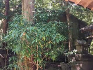 大山津見神社