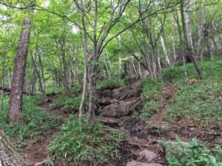 権現岳登山道