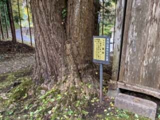 丹内山神社　七不思議その六　銀杏