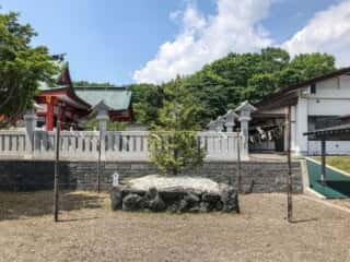 樽前山神社の御神木