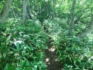 羅臼岳登山道