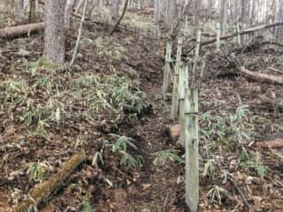 榛名山 鳥帽子岳 登山道
