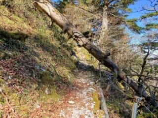 剣山 登山道