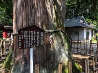 戸隠神社中社　戸隠の三本杉
