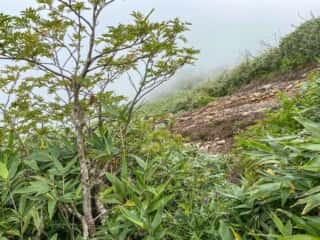 屏風岳・刈田岳 登山道