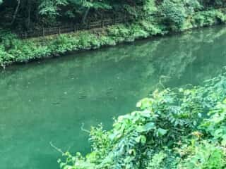 もみじ川