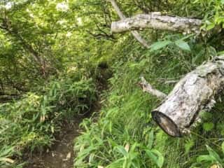 羅臼岳登山道