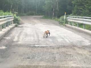 知床の動物たち