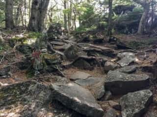 権現岳登山道