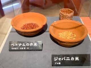 種子島 たねがしま赤米館