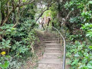 徳之島 金見崎ソテツトンネル