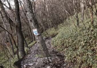駒ケ岳 登山道