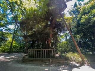 下鴨神社　糺の森