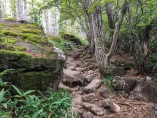 権現岳登山道