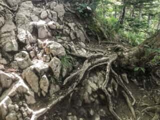 羅臼岳登山道