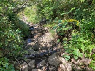 屏風岳・刈田岳 登山道