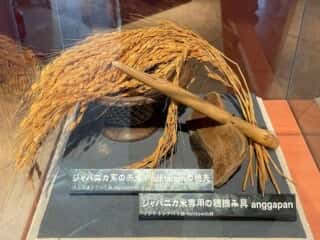 種子島 たねがしま赤米館