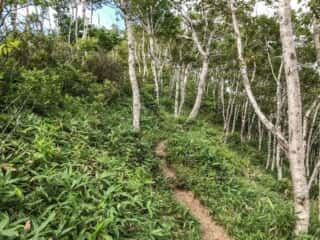 摩周岳登山道