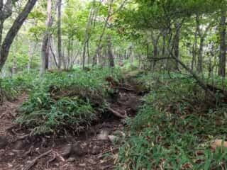 権現岳登山道
