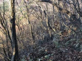 榛名山 鳥帽子岳 登山道