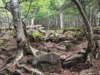 権現岳登山道