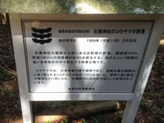 石尾神社のコウヤマキ群落