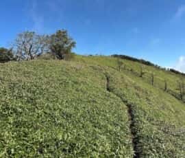 矢筈山