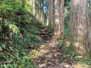 真山登山道