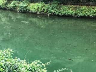 もみじ川