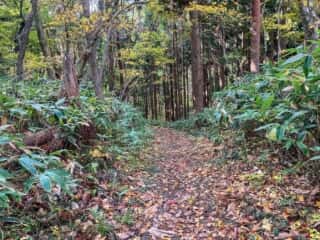 真山登山道