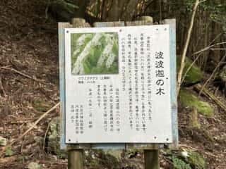 天岩戸立岩神社