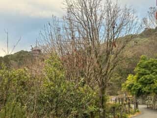 四国八十八ヶ所霊場 第30番札所 善楽寺～第31番札所 竹林寺（五台山）