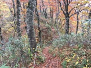 白神岳登山道