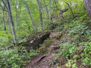 一年峰への山道