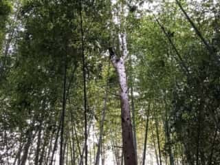 御神木の三つ枝杉