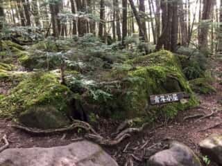 権現岳登山道