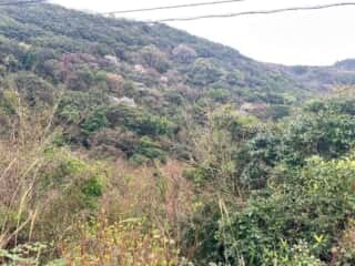 四国八十八ヶ所霊場 第40番札所 観自在寺〜宇和島駅