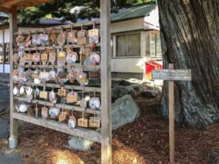 黄金山神社　コウヤマキ