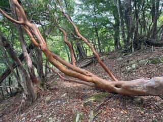 赤帽子山・中尾山