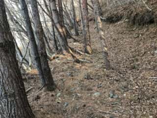 石投山 黒森山 登山道
