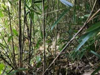 天宮さん（御内谷）周辺の道なき雑林