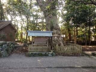 磯神社　御神木　 (伊蘇宮比定地)