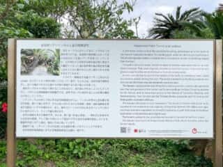 徳之島 金見崎ソテツトンネル